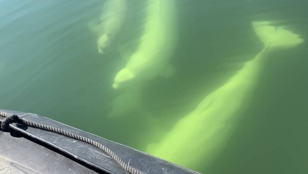 Beluga Whales Churchill 2021